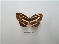 藏品(豆環蛺蝶)的圖片